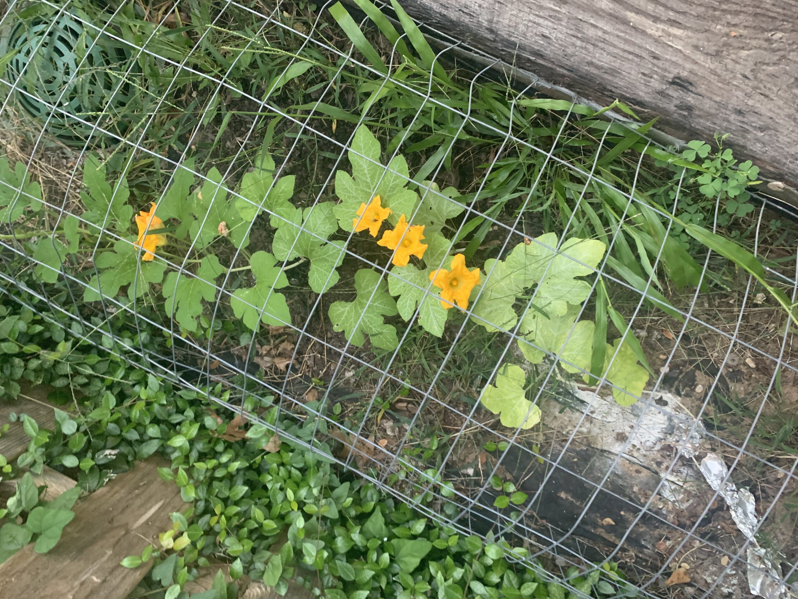 Well protected pumpkin plants under a bent fencing.