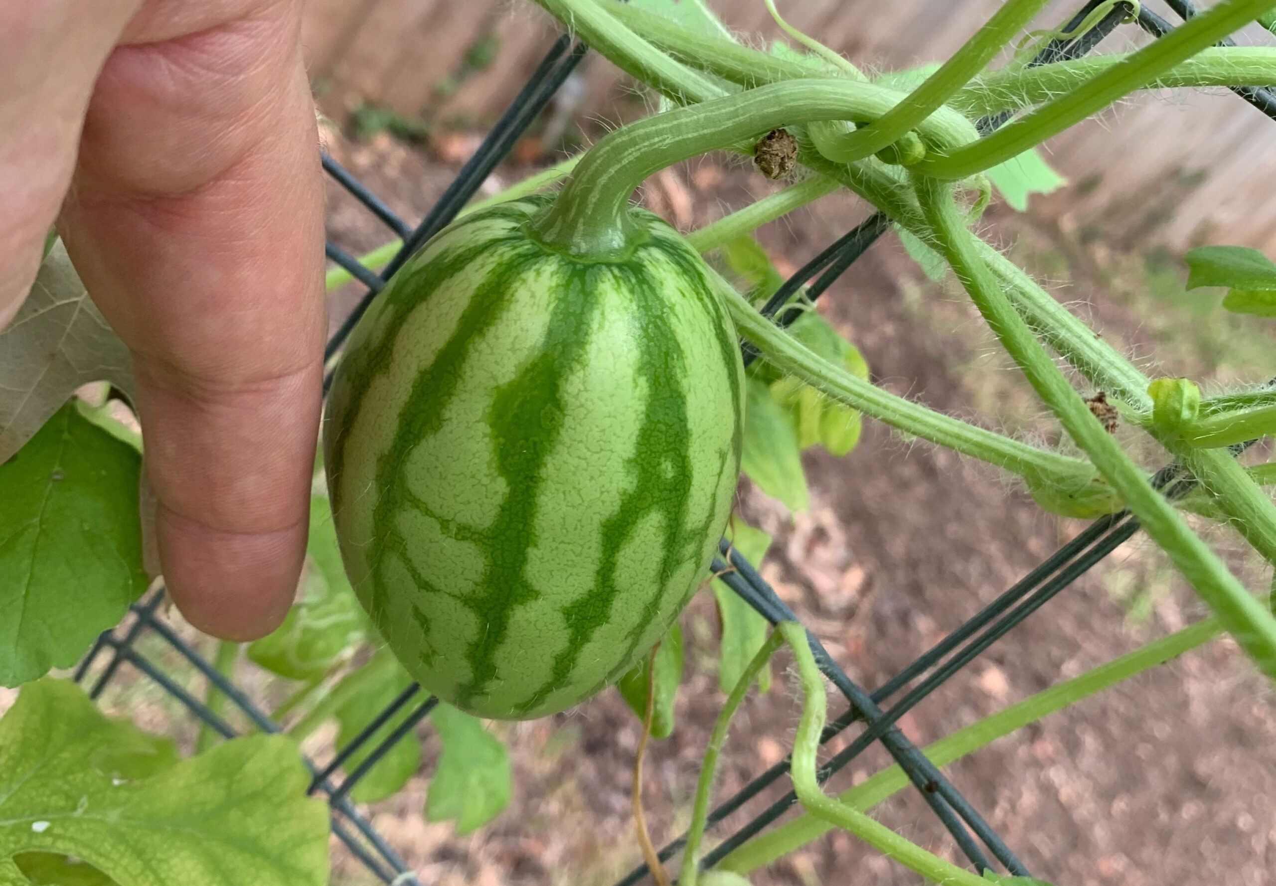 2019 watermelon trellis