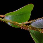 aphids on a leaf - go away