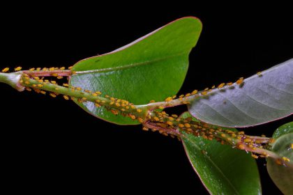 aphids on a leaf - go away