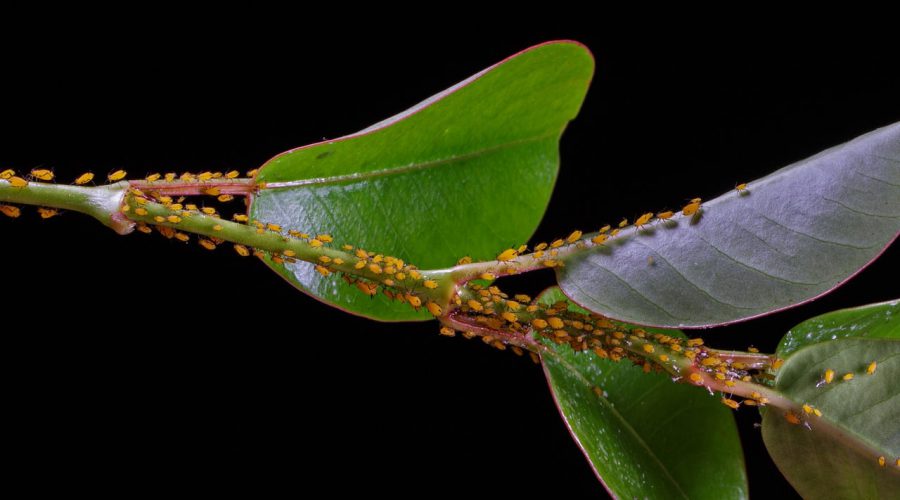 aphids on a leaf - go away
