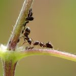 aphid black ant