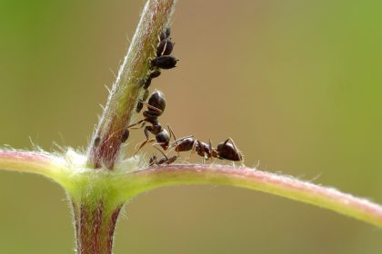 aphid black ant