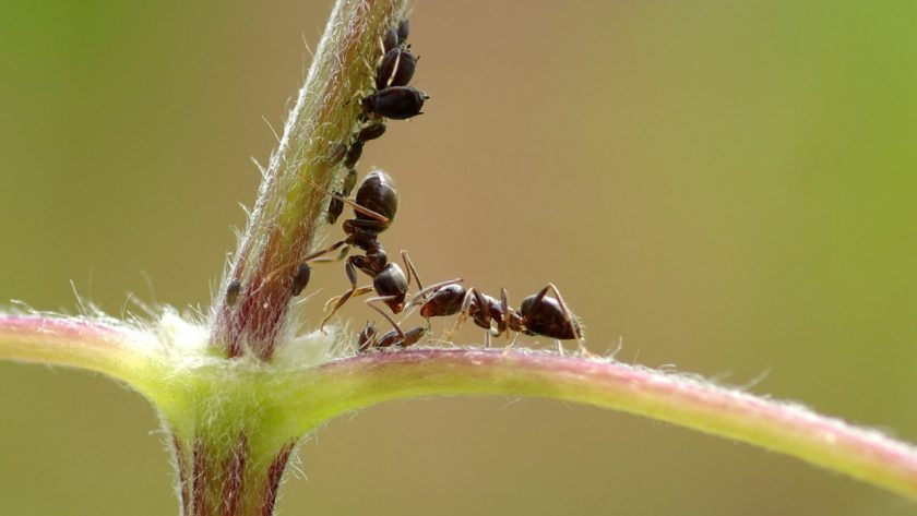 aphid black ant