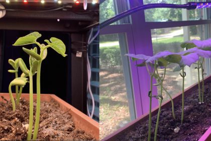 Green beans growing indoors