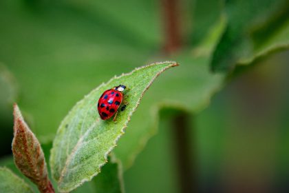 ladybug leaf