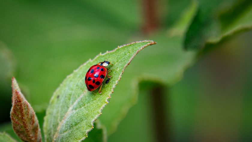 ladybug leaf