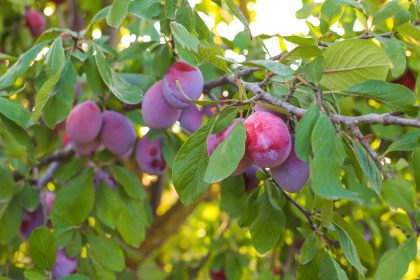 plums on sunny day