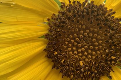 sunflower so close