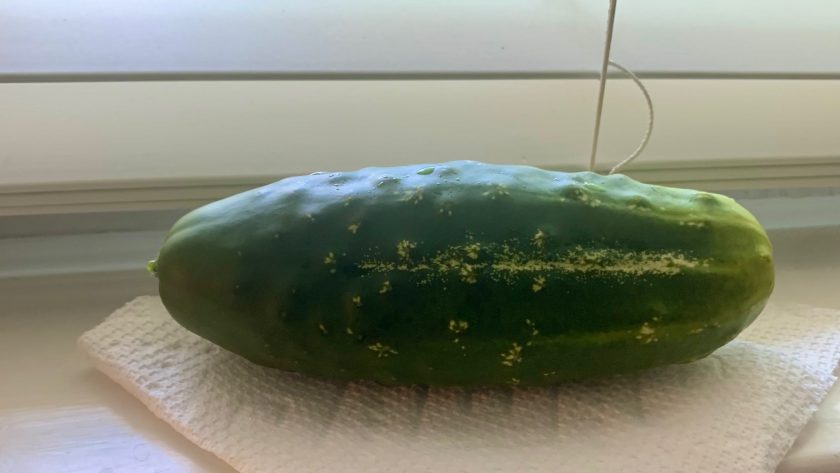 bush cucumbers