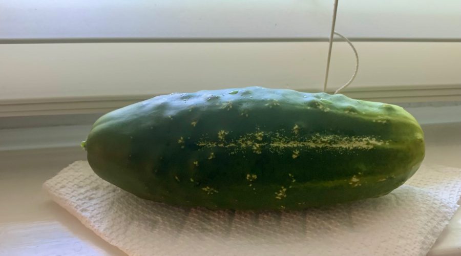 bush cucumbers