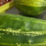 chillin bush cucumber