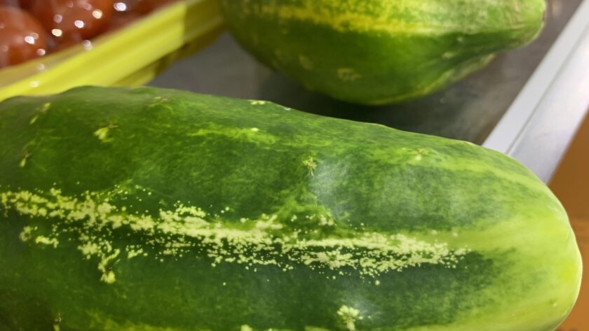 chillin bush cucumber