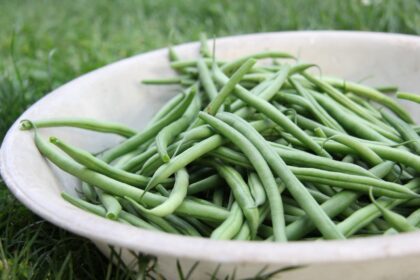 collected green beans