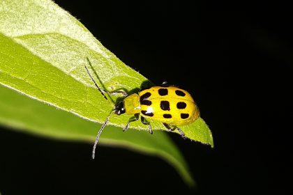 cucumber beetle
