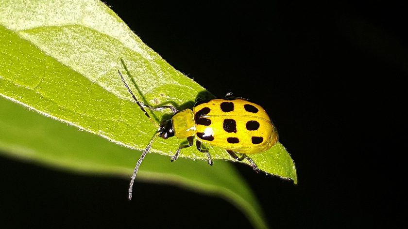 cucumber beetle