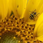jerky cucumber beetle on a sunflower