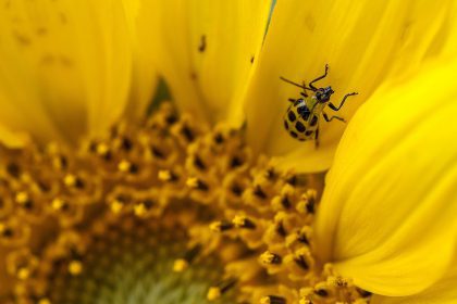 jerky cucumber beetle on a sunflower