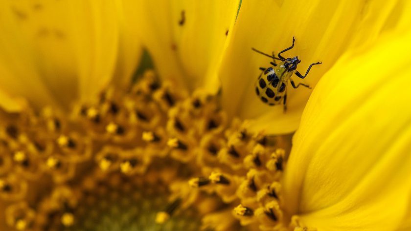 jerky cucumber beetle on a sunflower