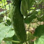 cucumber in container