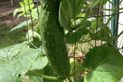 cucumber in container