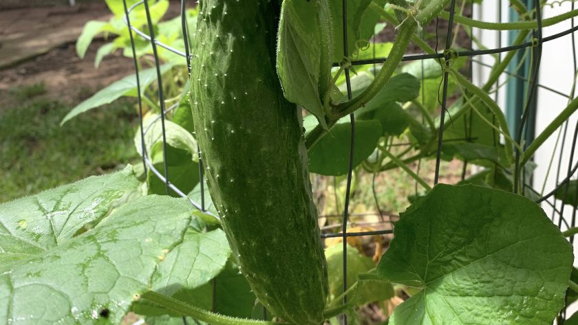 cucumber in container