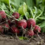 fresh radishes