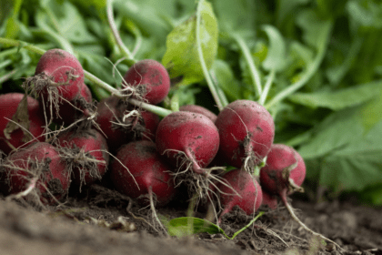 fresh radishes