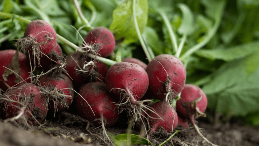 fresh radishes