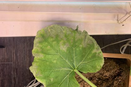 gray wilted leaf