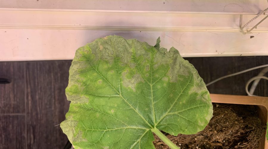 gray wilted leaf