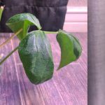 green bean cutting with flower