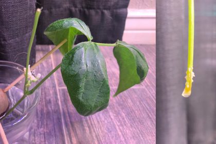 green bean cutting with flower