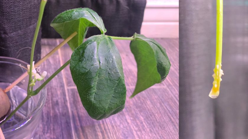 green bean cutting with flower