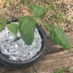 Green beans growing in a pot