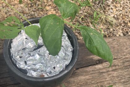 Green beans growing in a pot