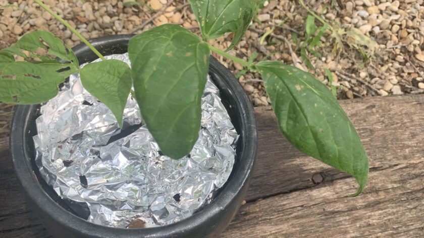 Green beans growing in a pot