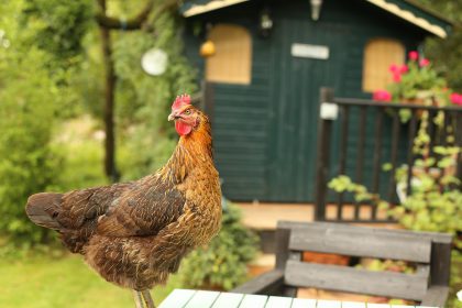 roaming chicken