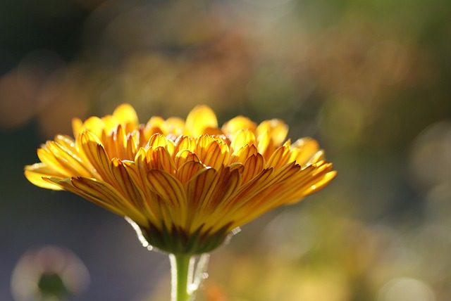 marigold companion plants