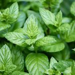 green fresh peppermint plant