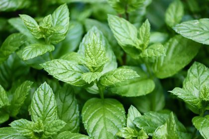 green fresh peppermint plant