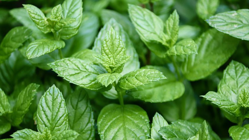 green fresh peppermint plant