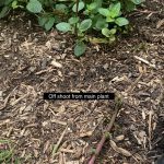 peppermint plant taking over flower bed