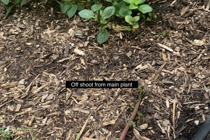 peppermint plant taking over flower bed