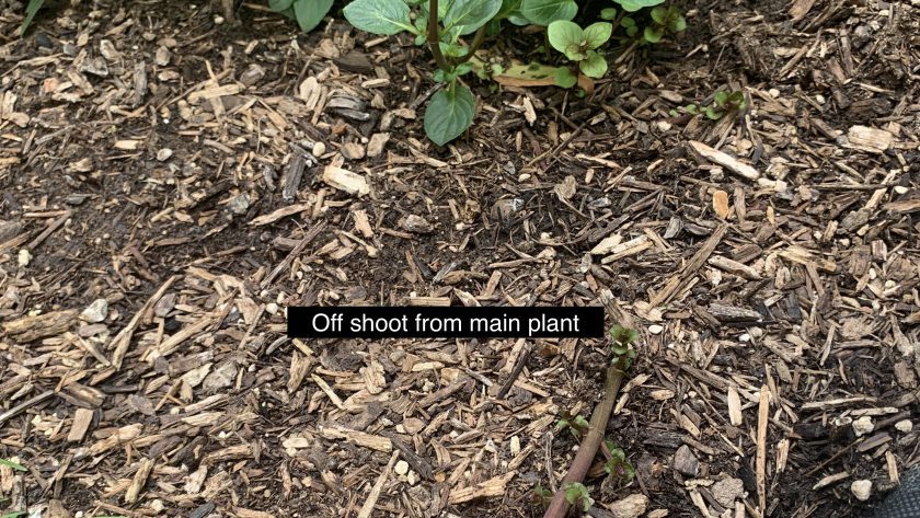 peppermint plant taking over flower bed
