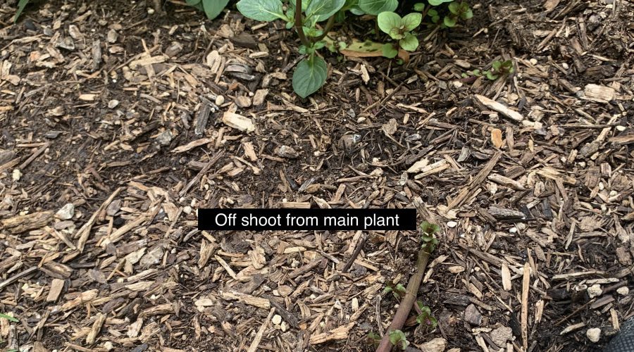 peppermint plant taking over flower bed