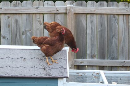 rhode island red chicken