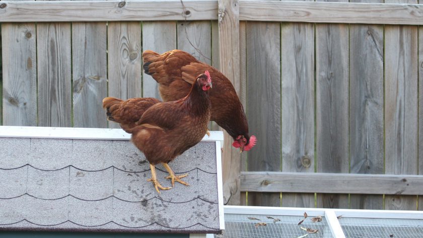 rhode island red chicken