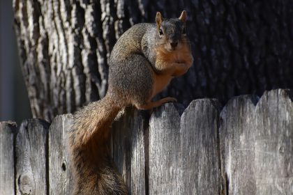 squirrels are jerks