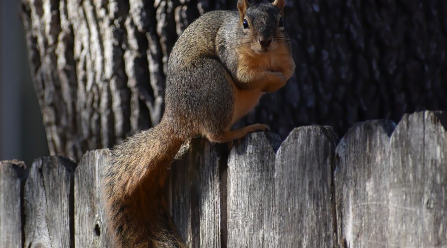 squirrels are jerks